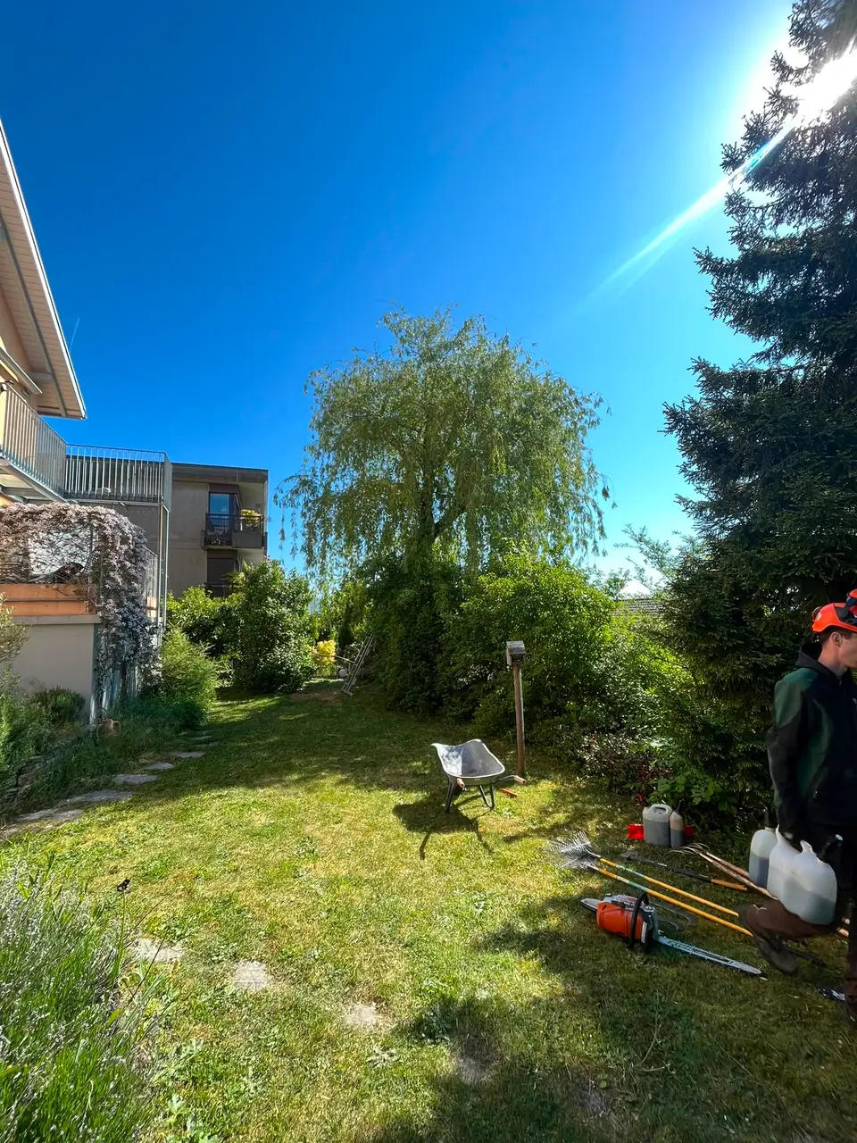 Abattage d'un saule vermoulu, réalisation Permajardin, Élagage