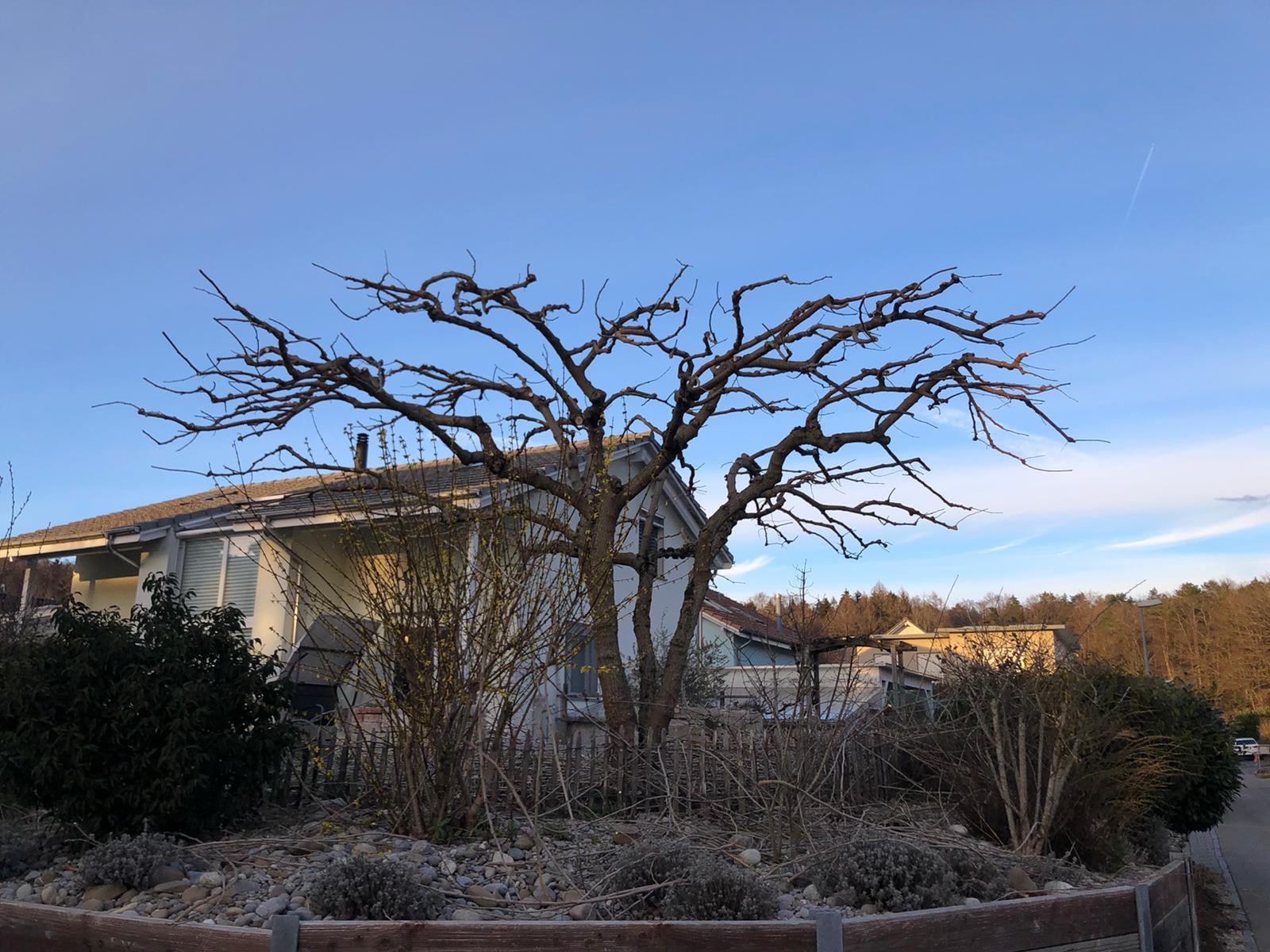 Arbre taillé en parasol, réalisation Permajardin, Élagage