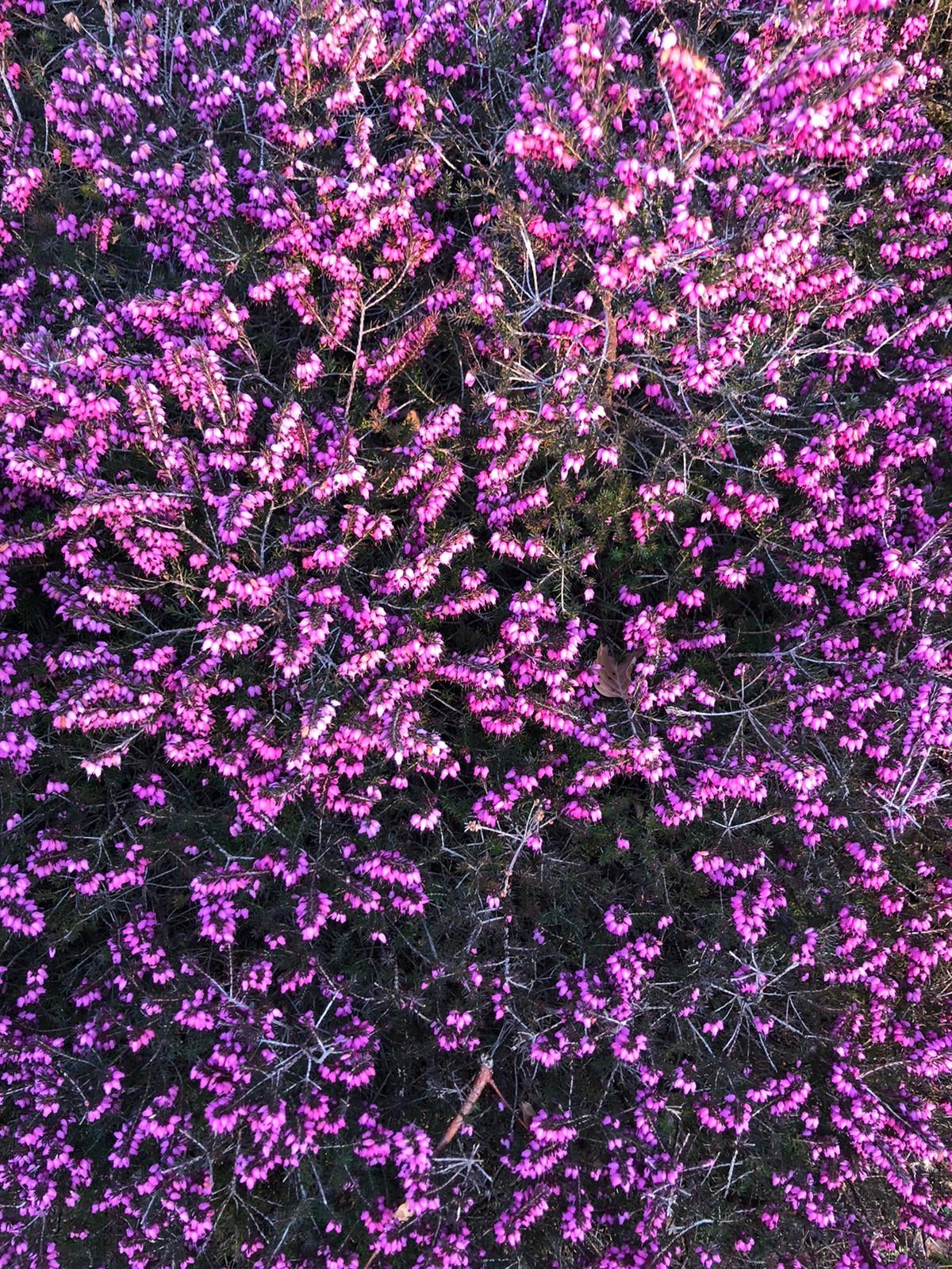 Massif d'erica en floraison hivernale, réalisation Permajardin, Biodiversité
