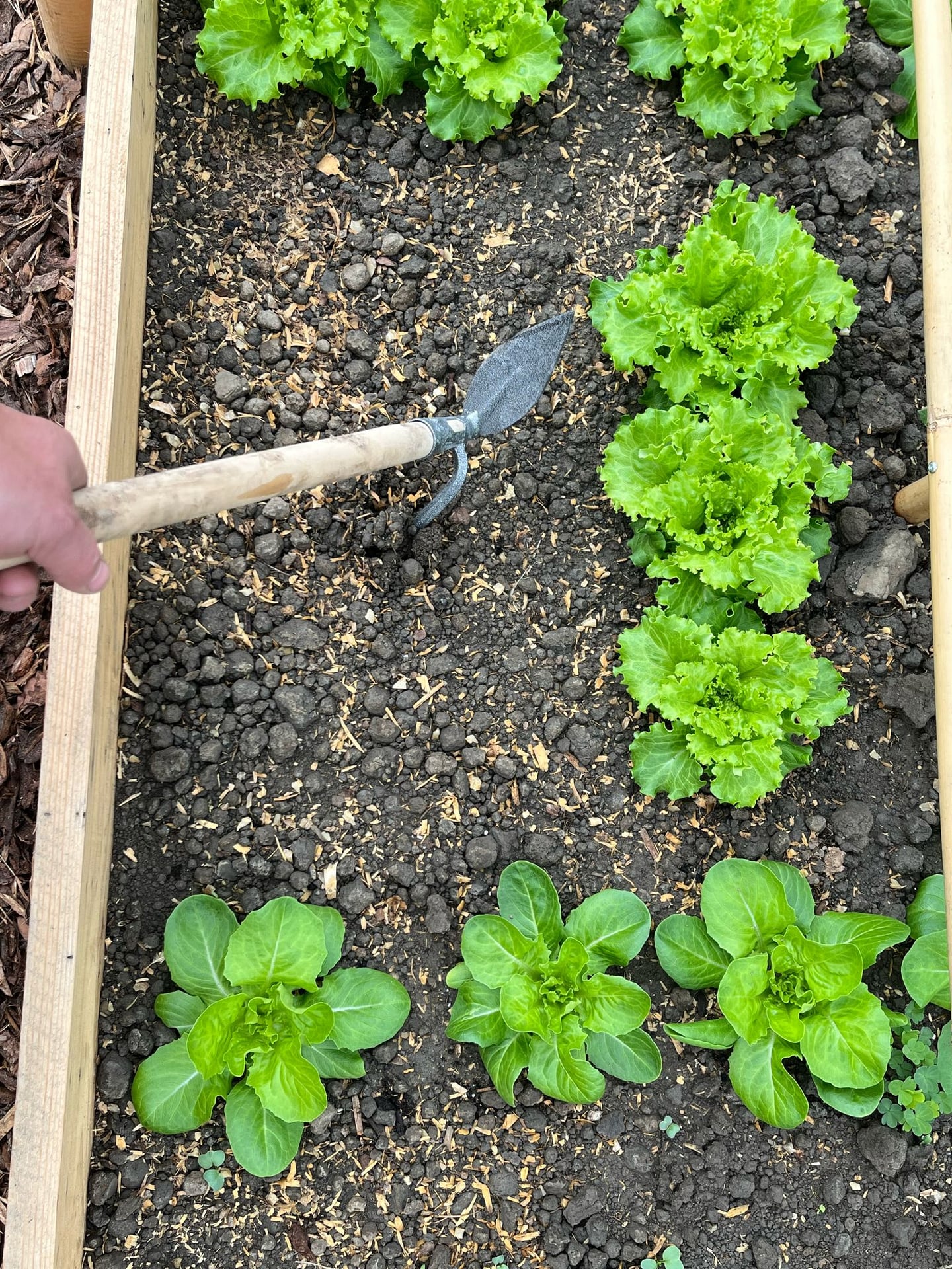 Carré potager avec salades et laitues en rangs