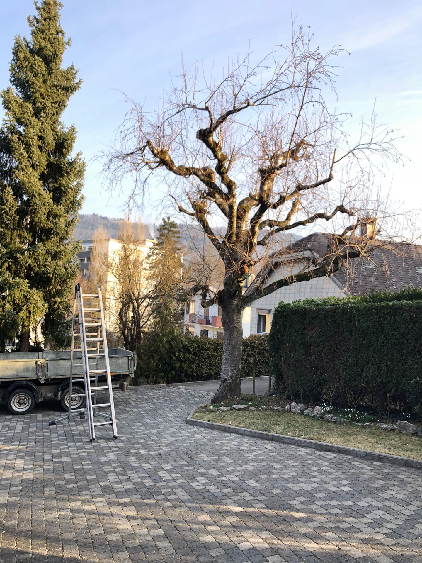 Élagage de formation en hiver, réalisation Permajardin, Élagage