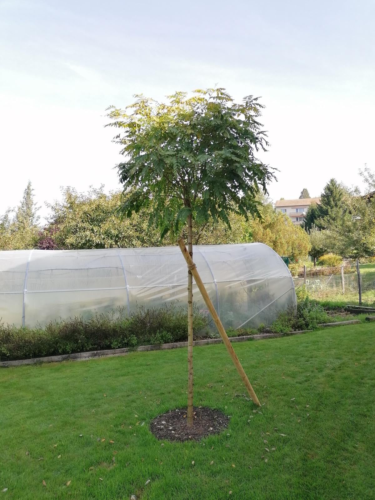 Plantation d'un arbre avec tuteurage, réalisation Permajardin, Permaculture