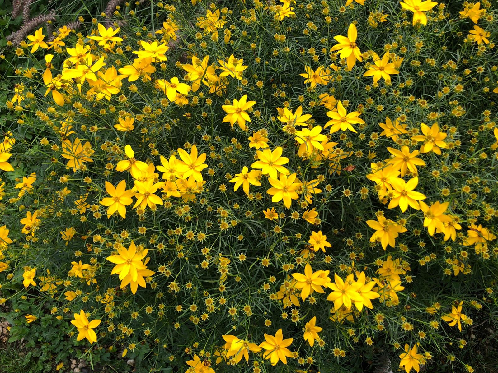 Massif de coréopsis en floraison, réalisation Permajardin, Biodiversité