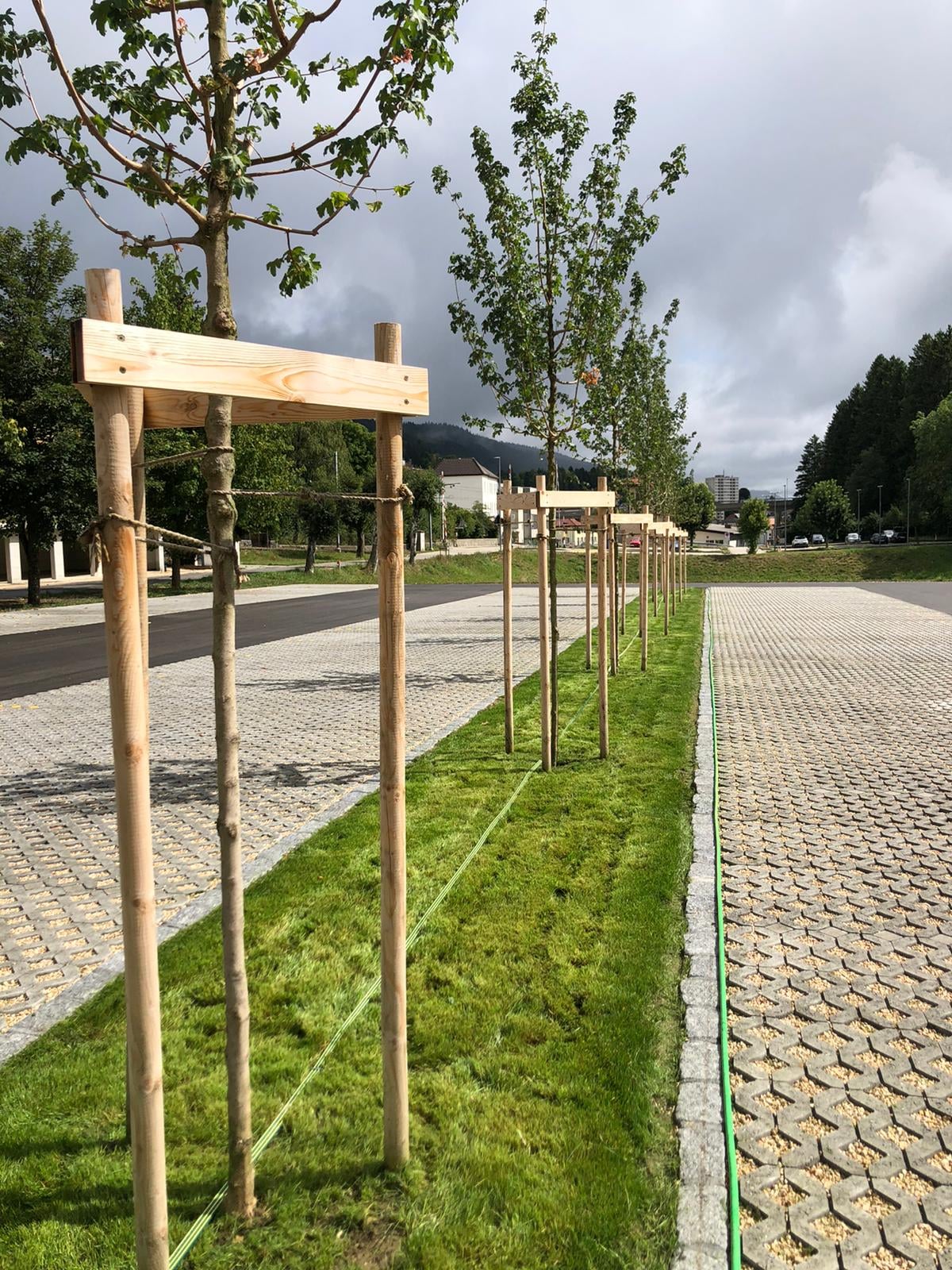 Plantation d'arbres alignés en tiges, réalisation Permajardin, Création