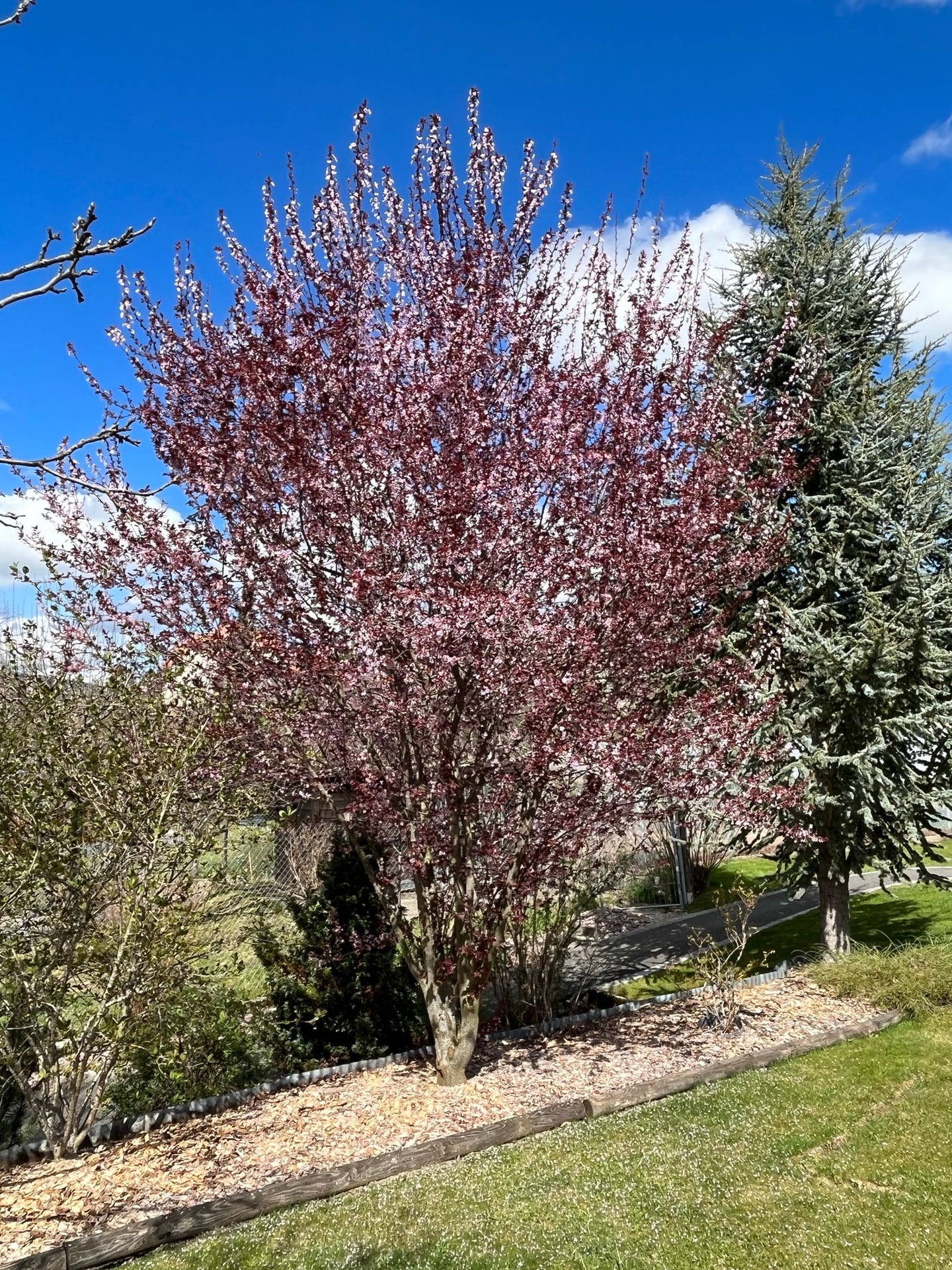 Prunus en floraison printanière, réalisation Permajardin, Biodiversité
