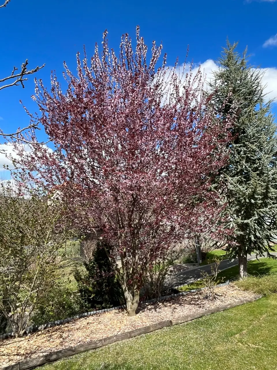 Prunus en floraison printanière, réalisation Permajardin, Biodiversité